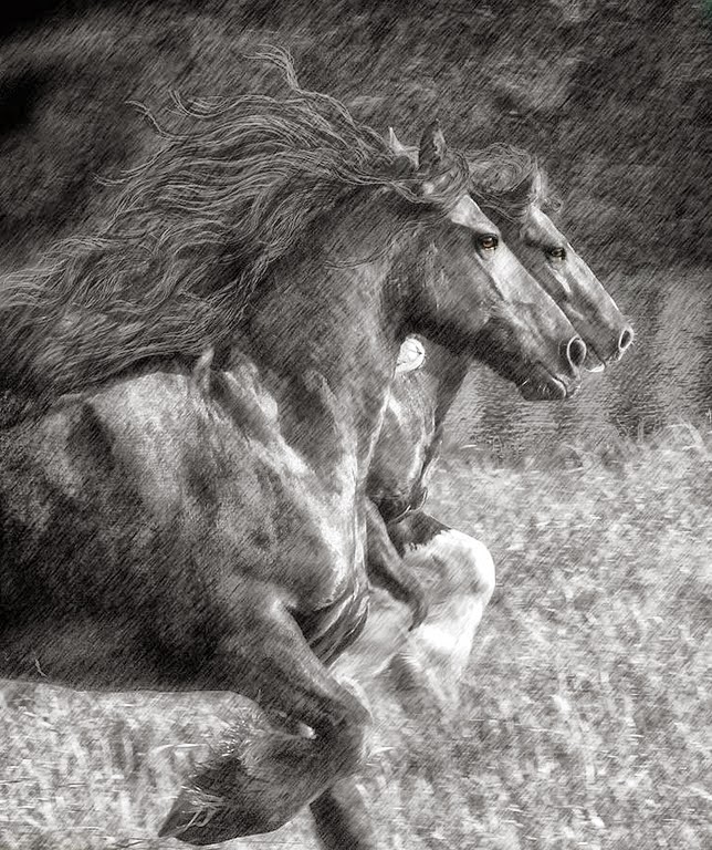 las-mejores-fotos-de-caballos imagenes de fotografias-de-caballos-finos
