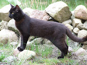 Hier noch 'ne Katze! So,ich entlasse euch dann aus dieser höchst . (mau )