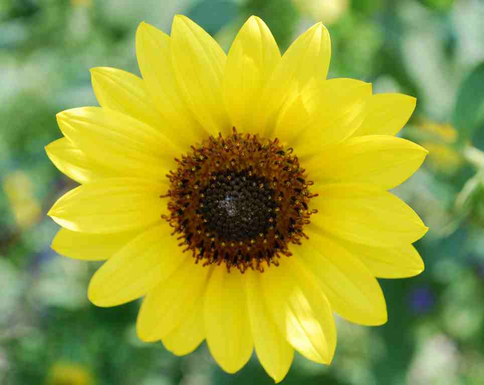 South Houston Sangha News Chua Linh Son in summer bloom