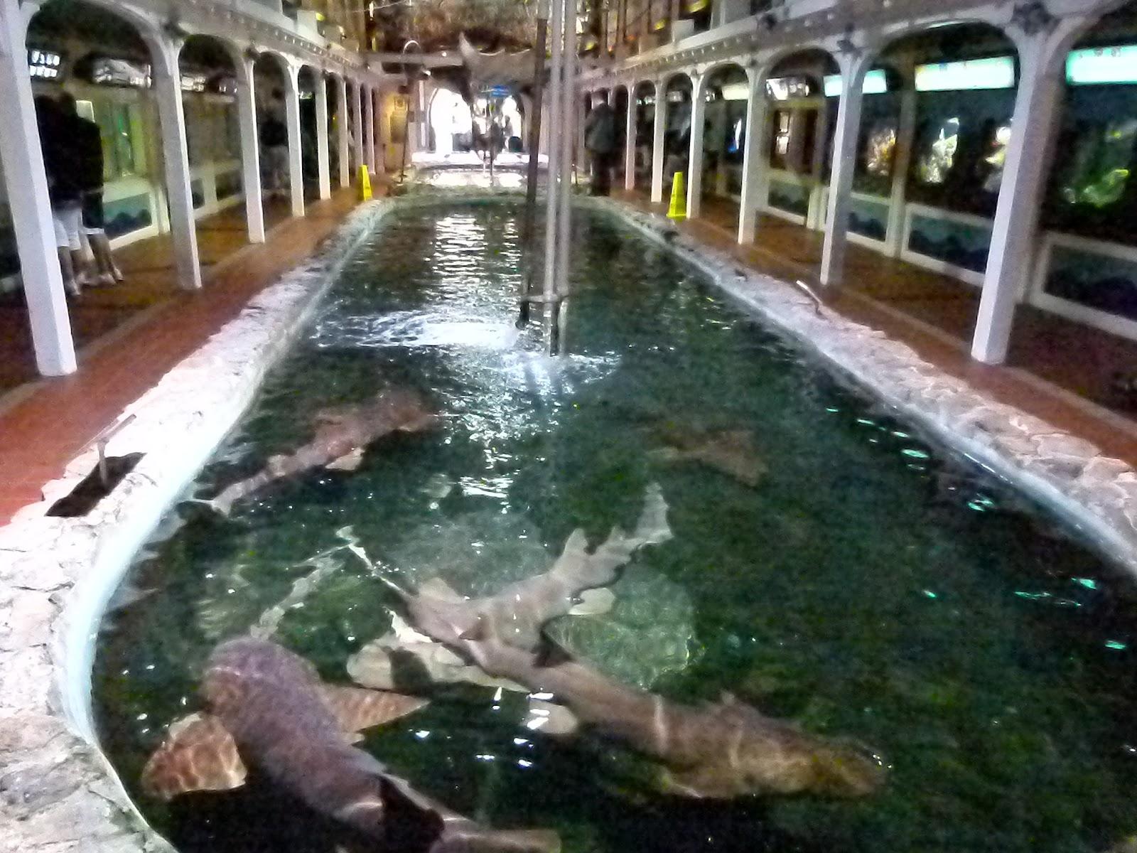 Key West vacation and visit guide Key West aquarium