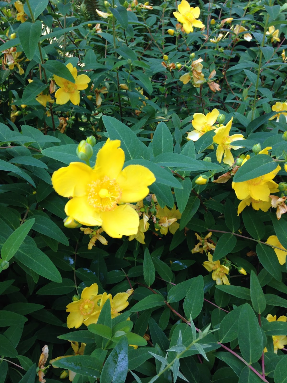 Aerin's Cranberry Blog Flowers in British Columbia