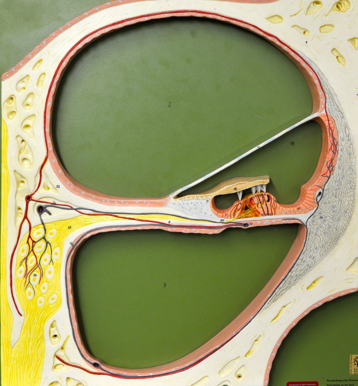 Human Anatomy Lab Ear Models