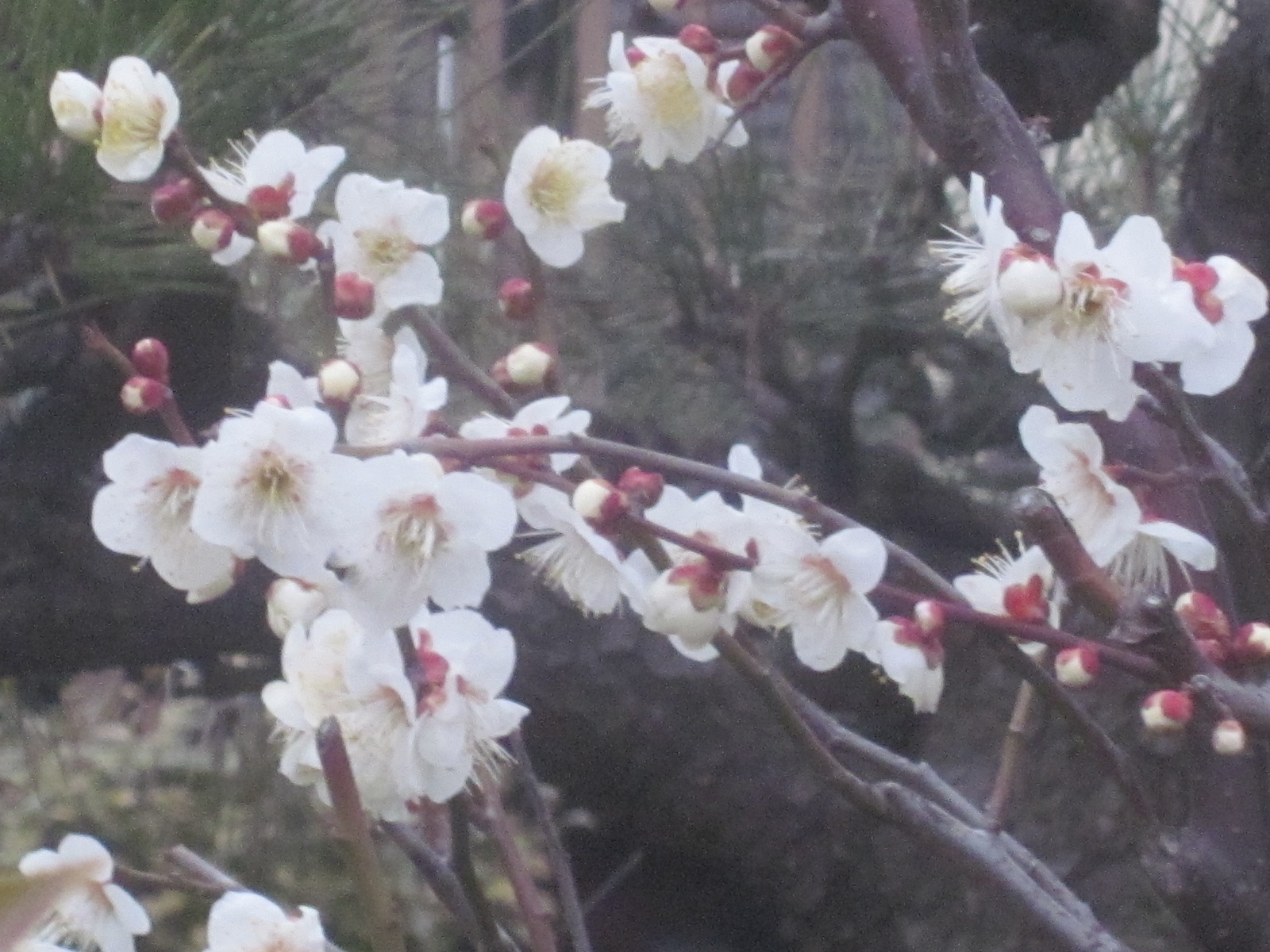 予報 市 天気 習志野