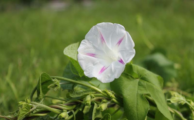 Morning Glory Flowers Pictures