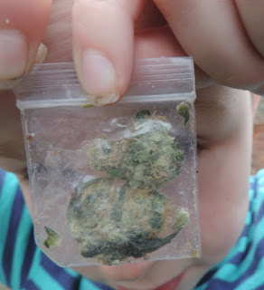 baggy of weed grass cannabis 