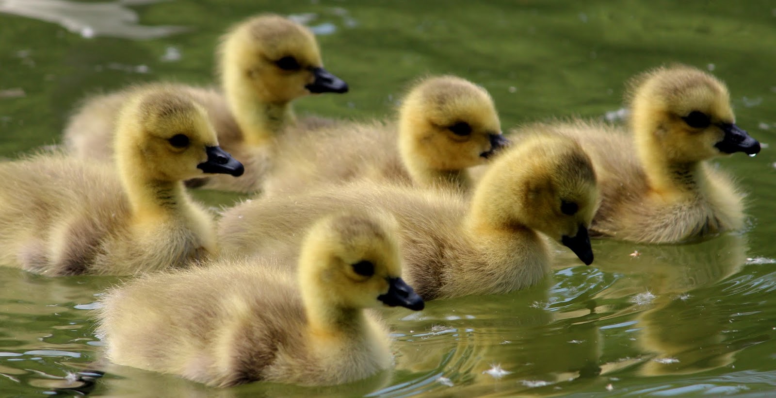 prostituée des bois de boulogne