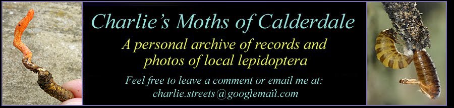 Charlie's moths of Calderdale.