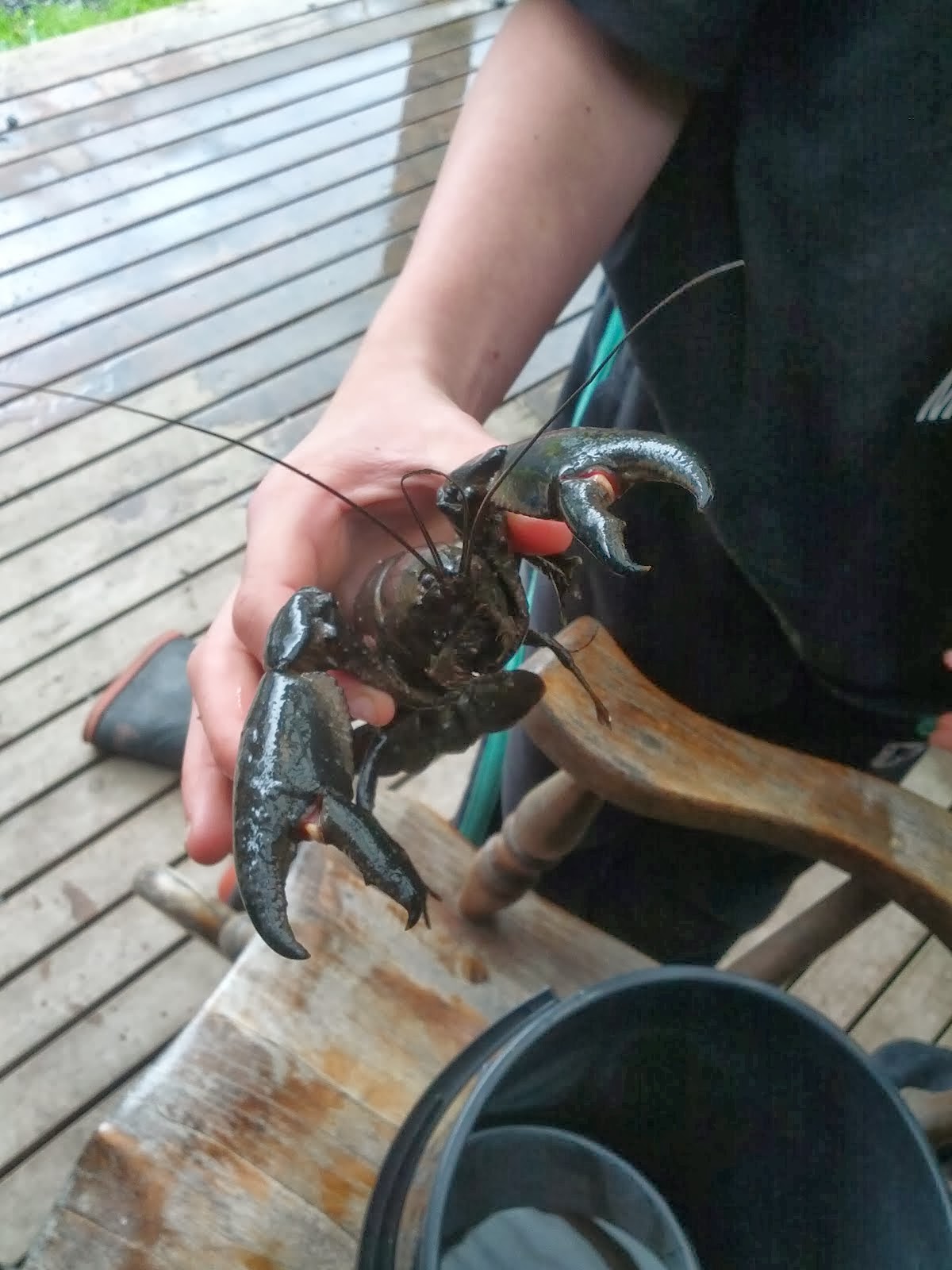 Catching My First Yabby of eating size, Southern cross p.i