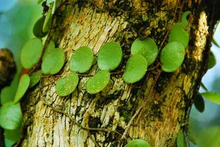 Paku Picisan (Drymoglossum piloselloides (L.) Presl.) - The Diary of