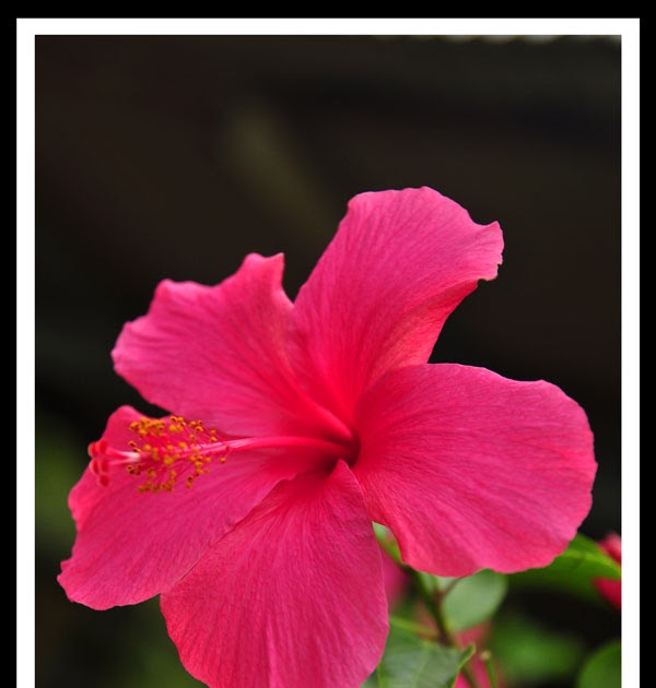 Blog Untuk Eksperimen BUNGA TERCANTIK