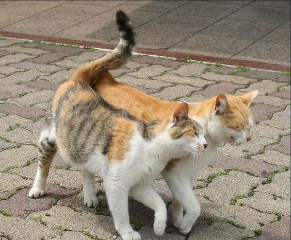 chat et rencontre arab