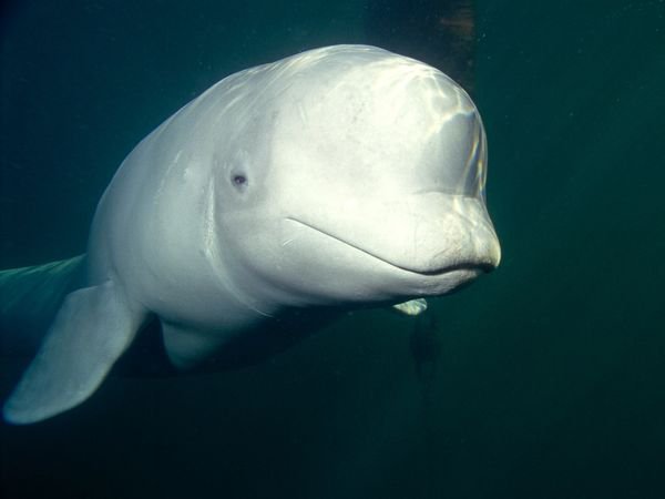 Beluga, Whales, Species