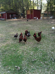 LOTS of egg laying chickens and meat chickens!