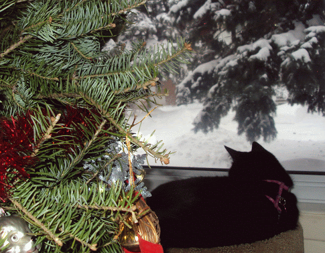 Picture: Merry Christmas From Toothless The Bond Cat