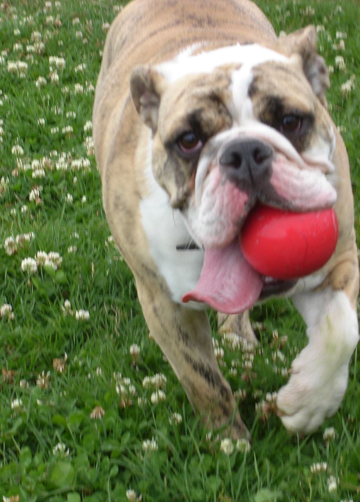 Caring For Pets by Dr. Pollen Caring for Arthritic Dogs, Using Four