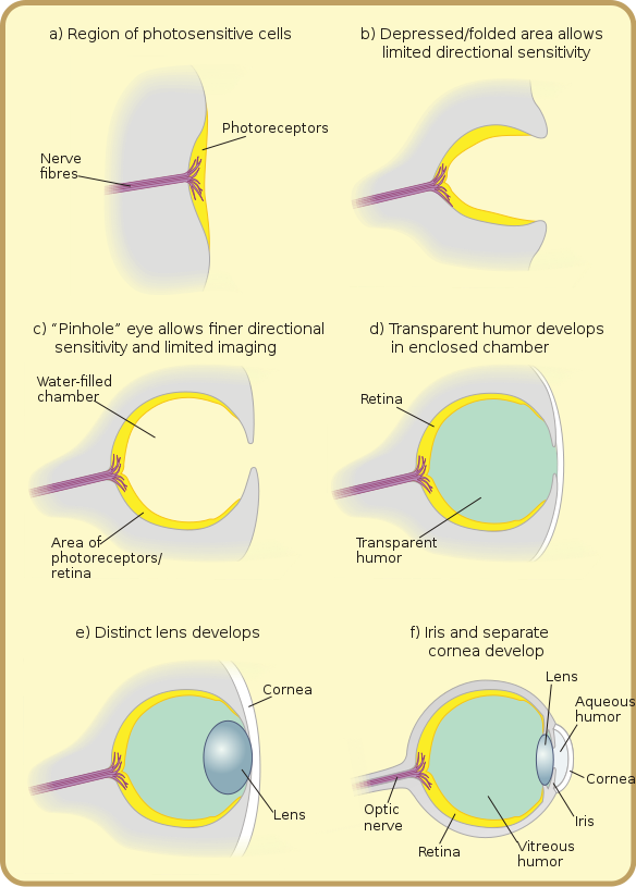 Stages In The Development Of Eye