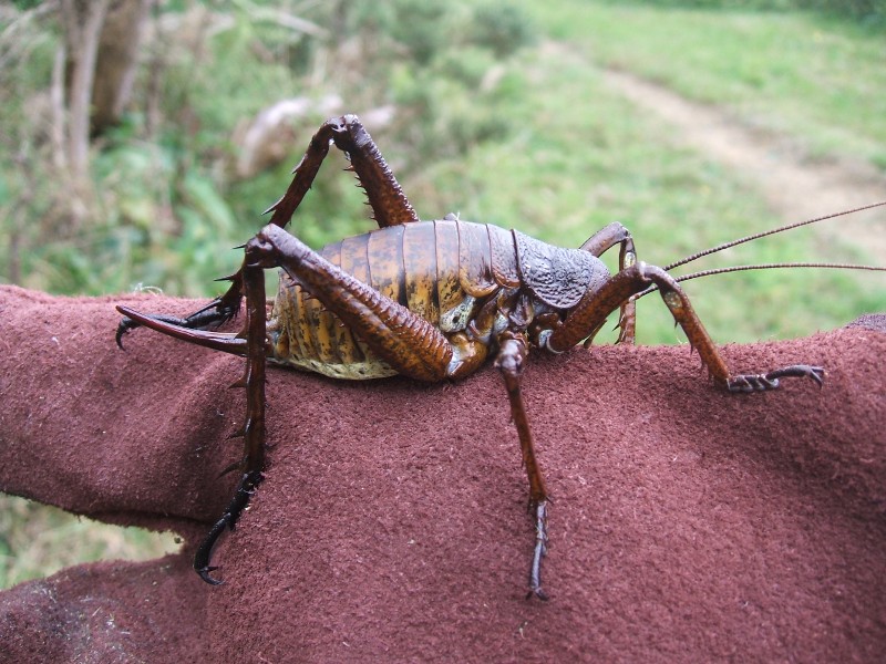 Weta Life Cycle