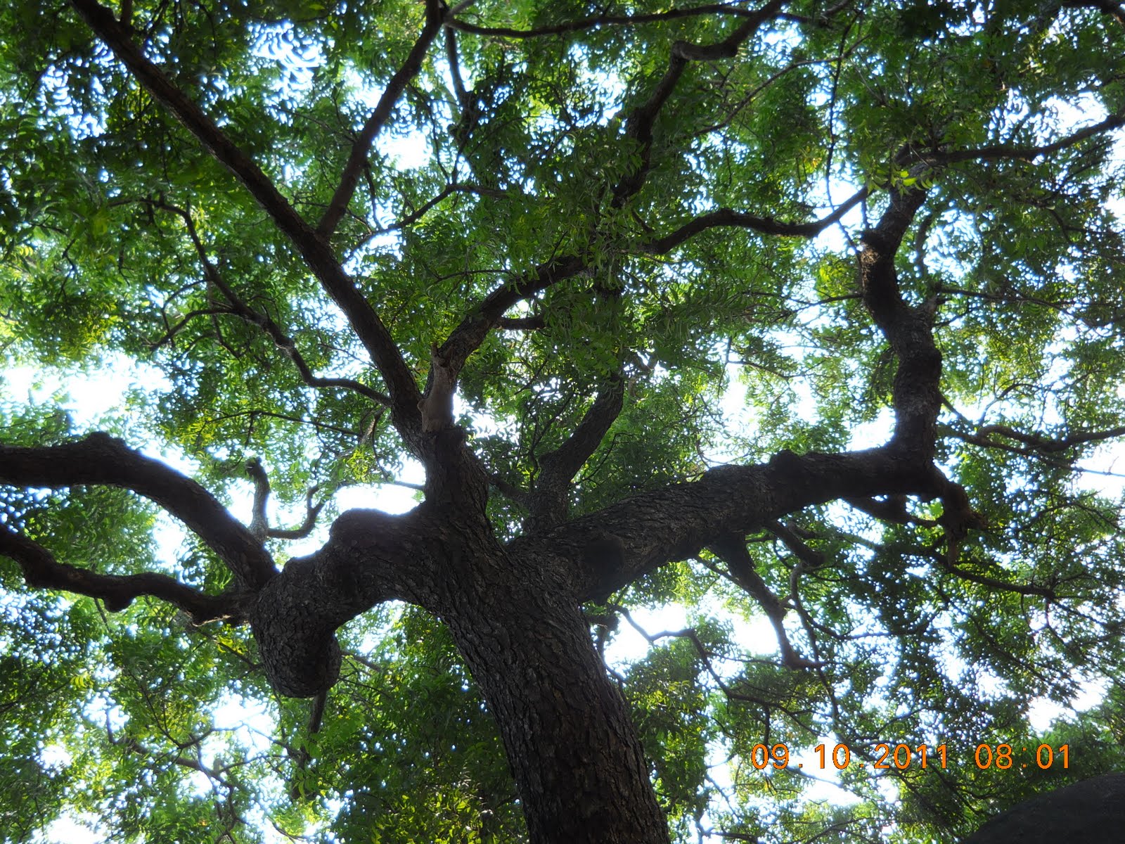 Neem Tree Indian Photography Zone