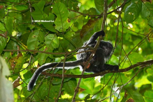 Asian rainforest birds Anal double monster penetration