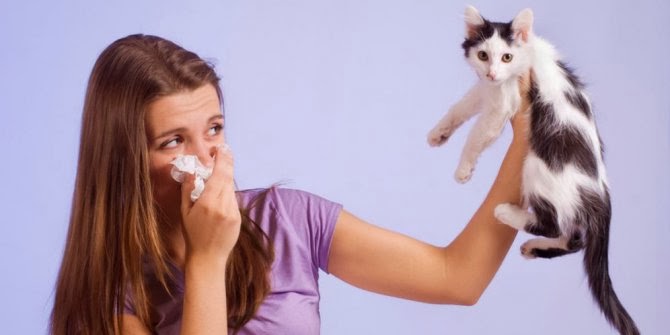 4 Langkah Mudah Hilangkan Alergi Terhadap Kucing
