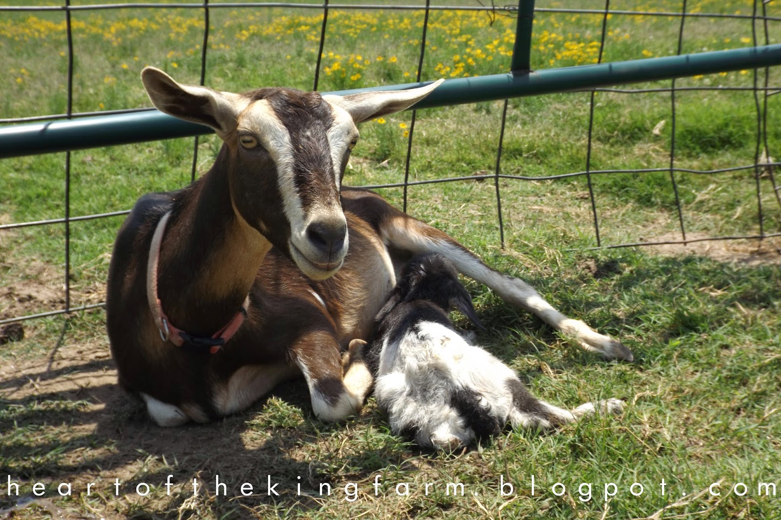Heart of the King Farm Notes on Goat Labor