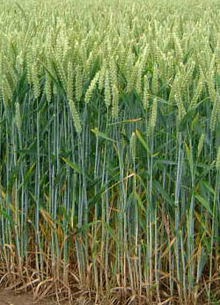 Wheat Field Wheat Field