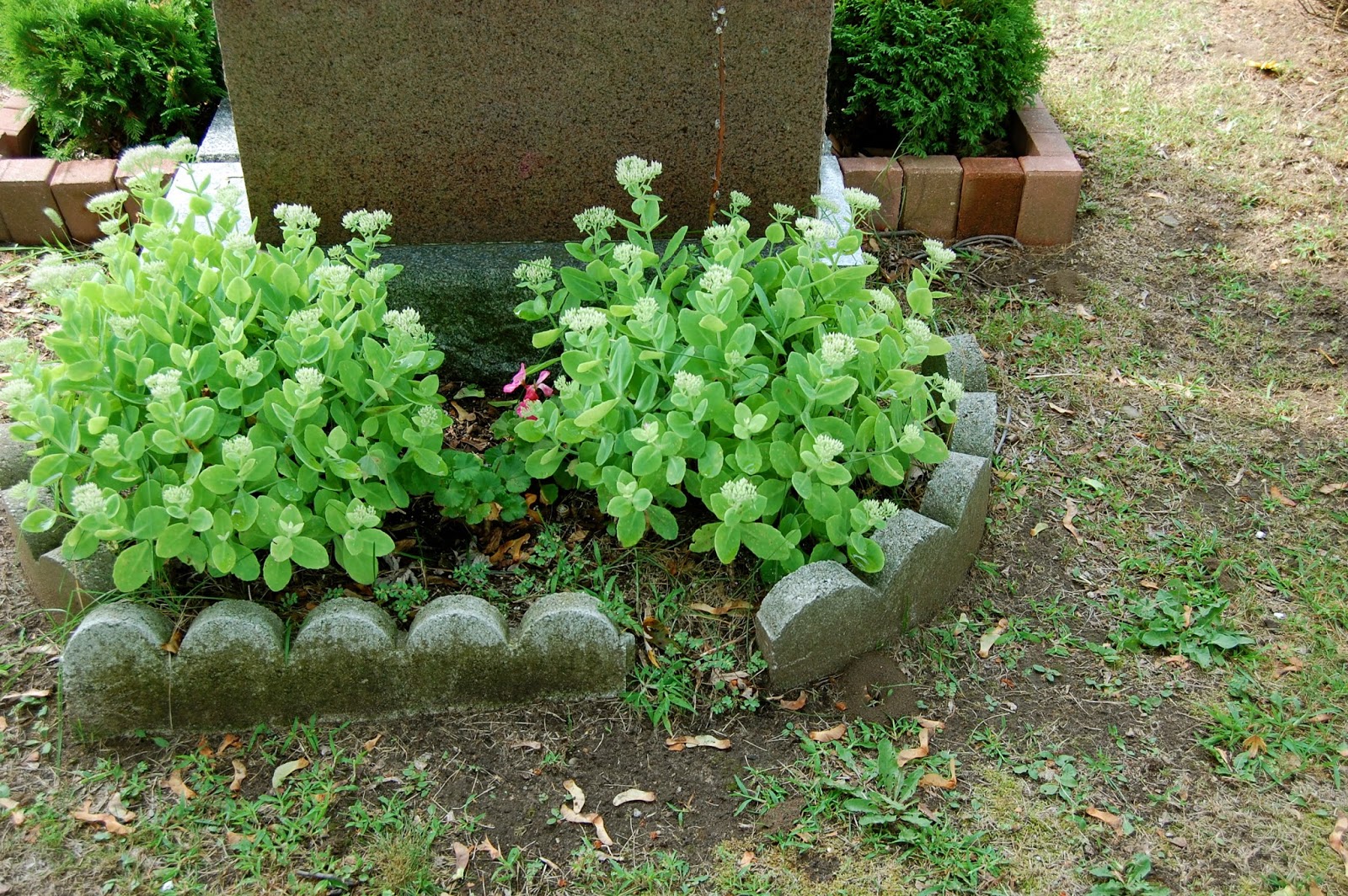 Astrid's Garden Design Cemetery Plants