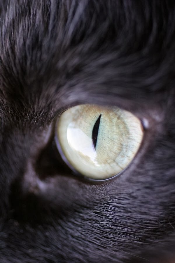 How Many Olfactory Receptors Do Cats Have How Many Olfactory Receptors Do Cats Have