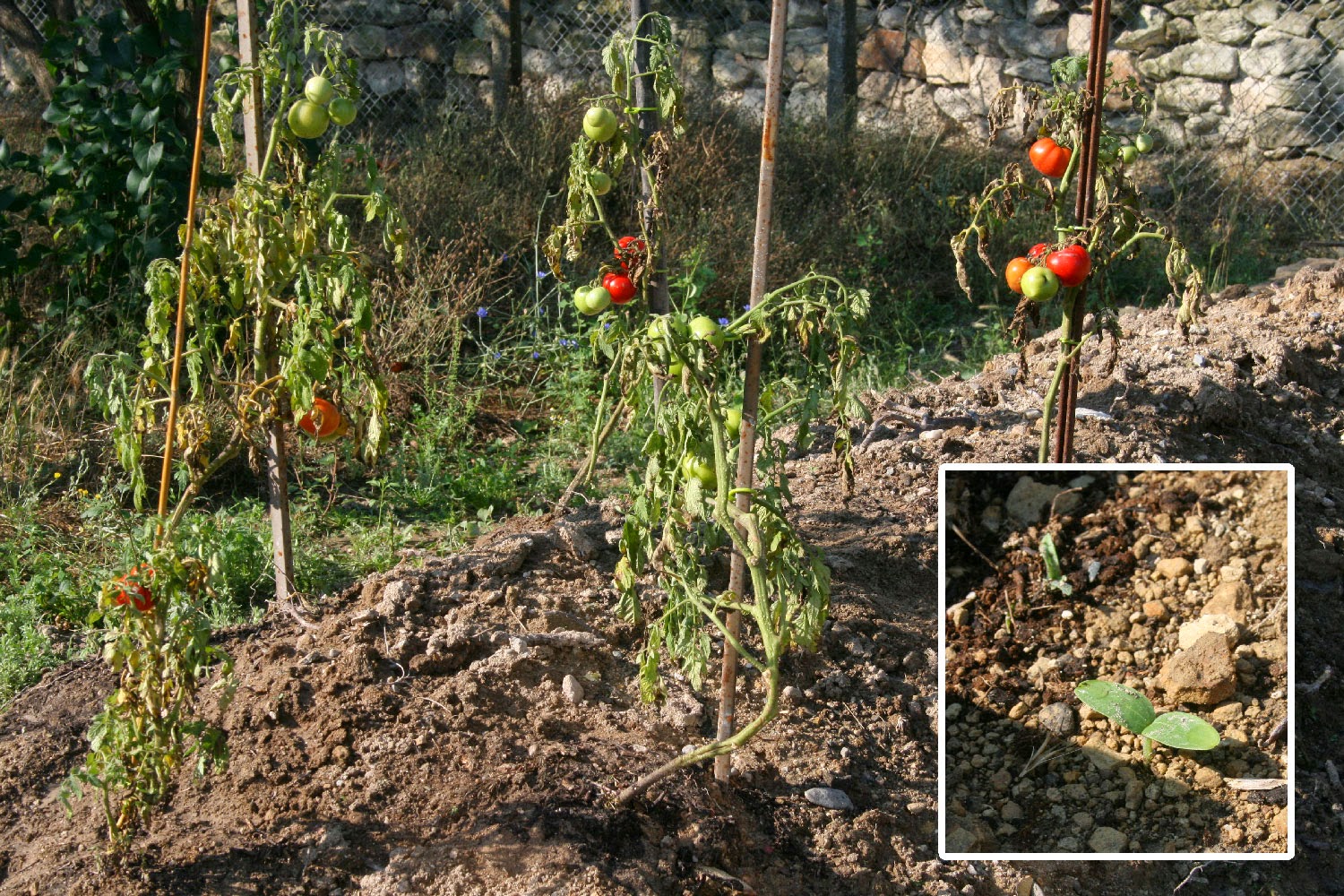 Tomatoes looking sad, but a couple of Melon seedlings Tomatoes looking sad, but a couple of Melon seedlings