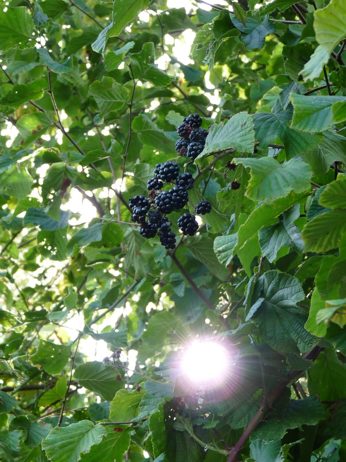 Spaeth Stock Photos Spaeth Stock Images Page 3 Alamy