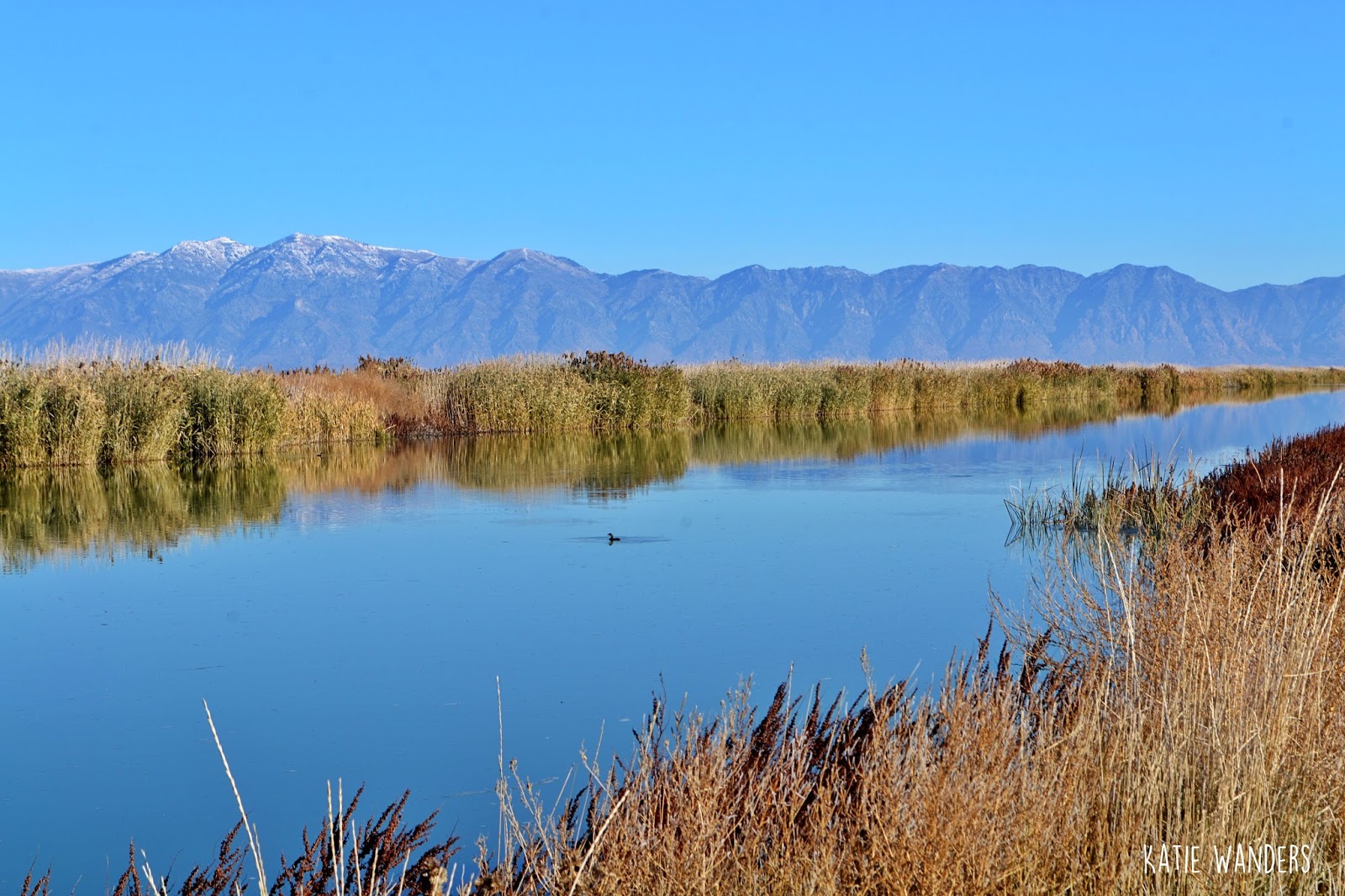 Katie Wanders Bear River Migratory Bird Refuge