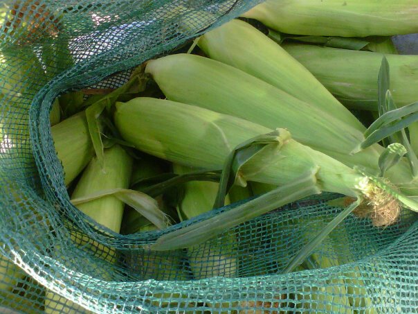 Ringwood Gold Sweet Corn