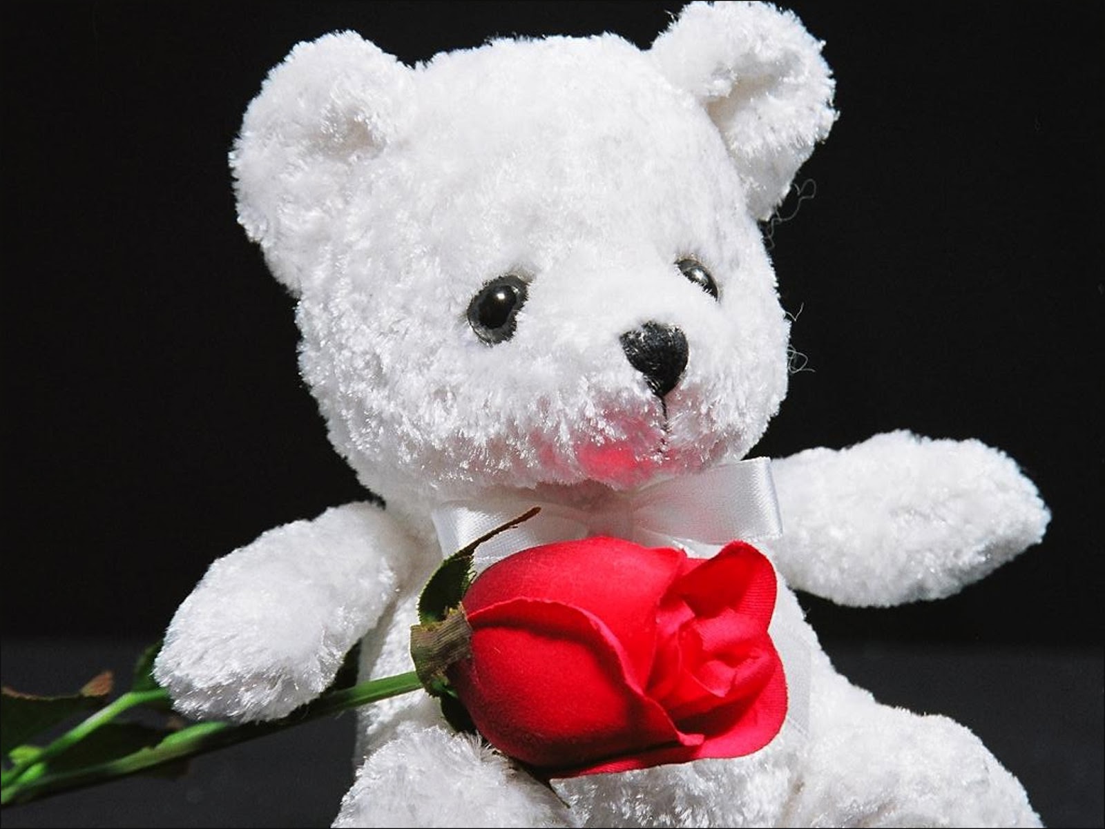 Teddy Day Images, Pics, Wallpapers, Photos, Pictures Teddy Day Images, Pics, Wallpapers, Photos, Pictures