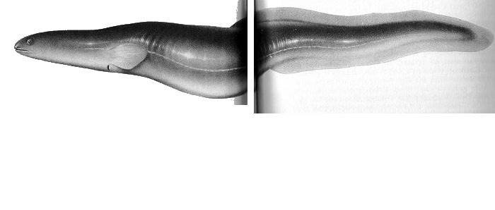 Image result for roy mackal loch ness giant eel