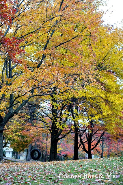 fall foliage tire swing