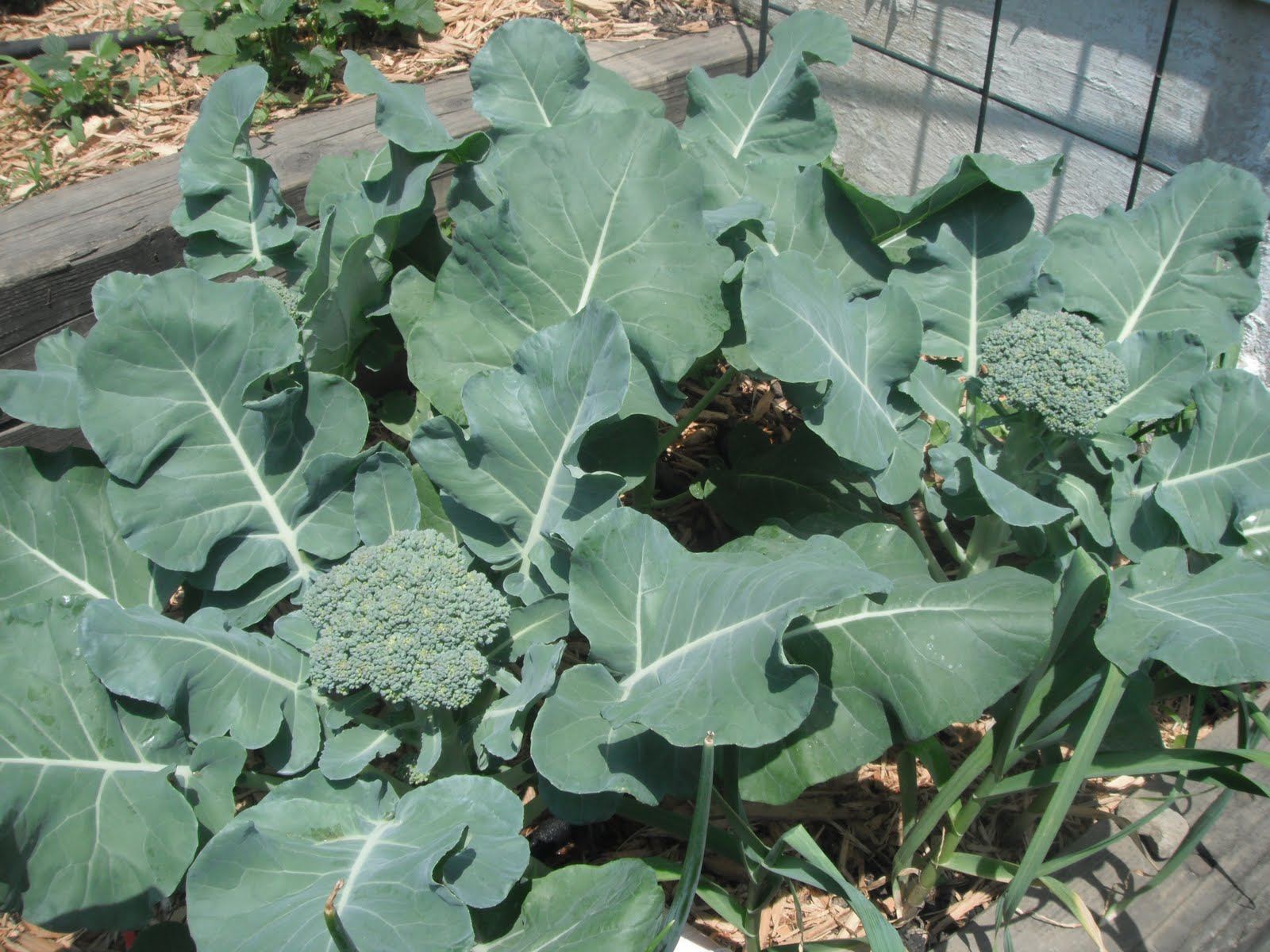 Gardening 101 When to harvest Broccoli? and my first broccoli of the season!!! PARTY