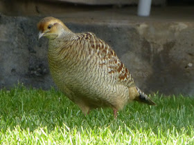 francolin