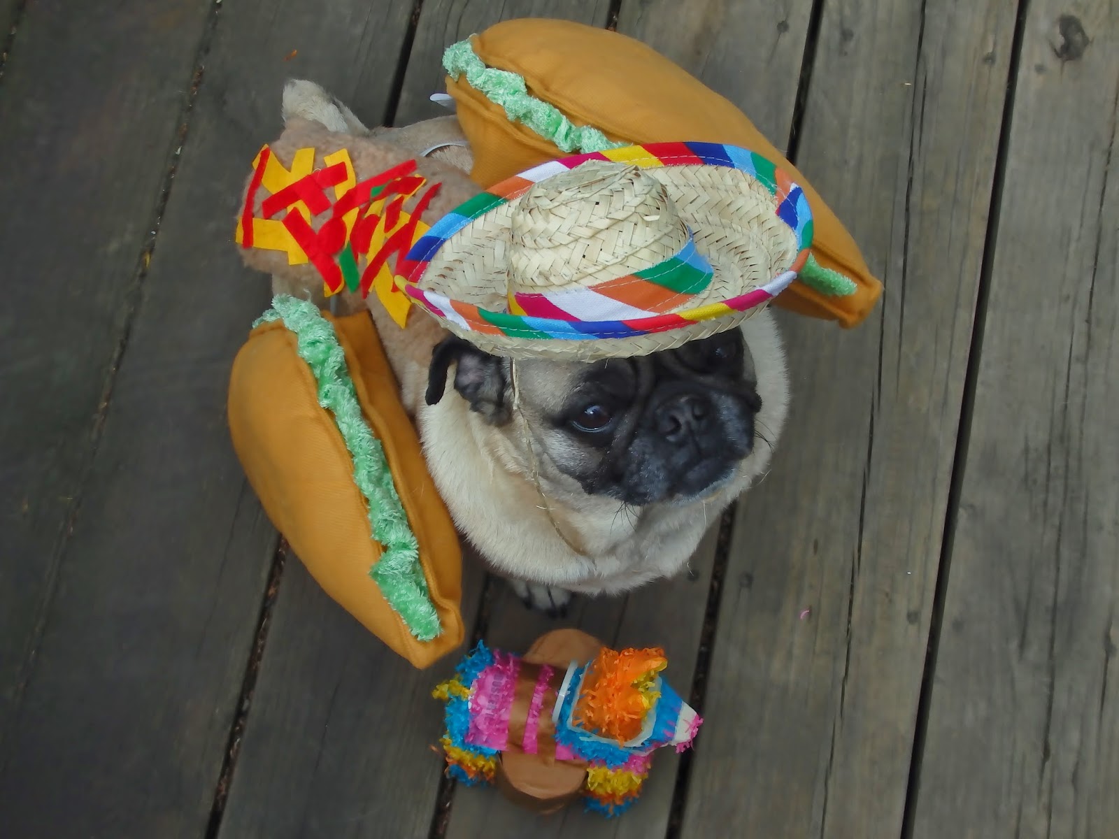 Image result for Bulldog Taco Tuesday Pictures