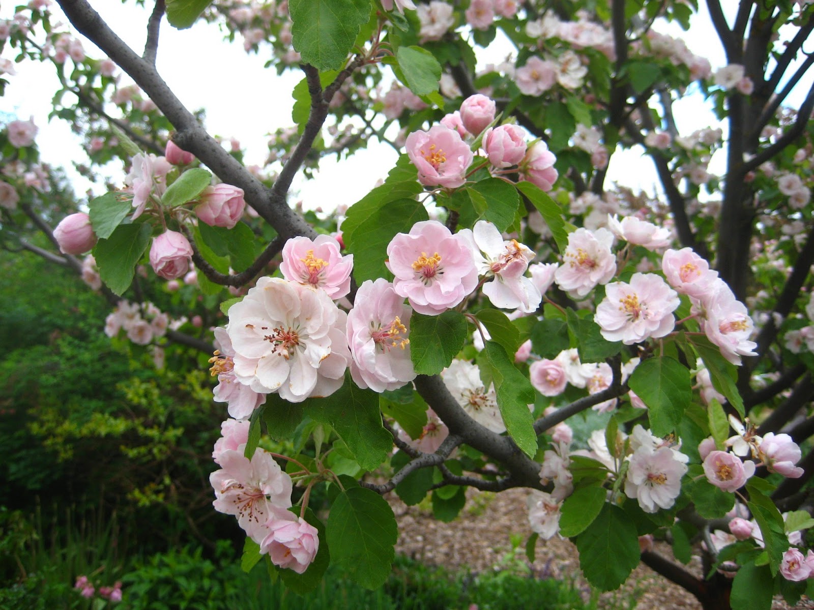 A Guide To Northeastern Gardening 18 Summer Blooming Shrubs For