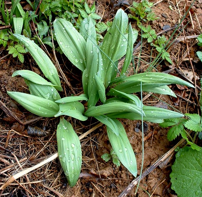 MidAtlantic Plant Research Center Ramps (Allium tricoccum)