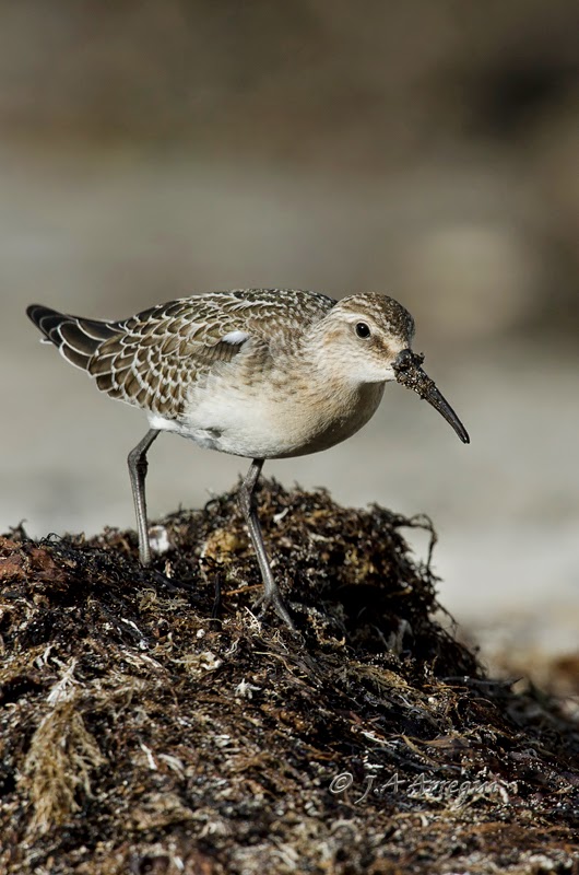 correlimos zarapitin, Calidris ferruginea, Curlew Sandpiper correlimos zarapitin, Calidris ferruginea, Curlew Sandpiper