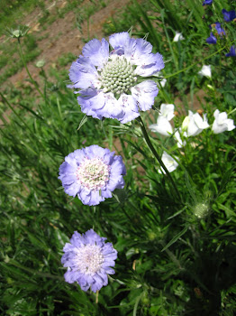 Late Spring Blooms