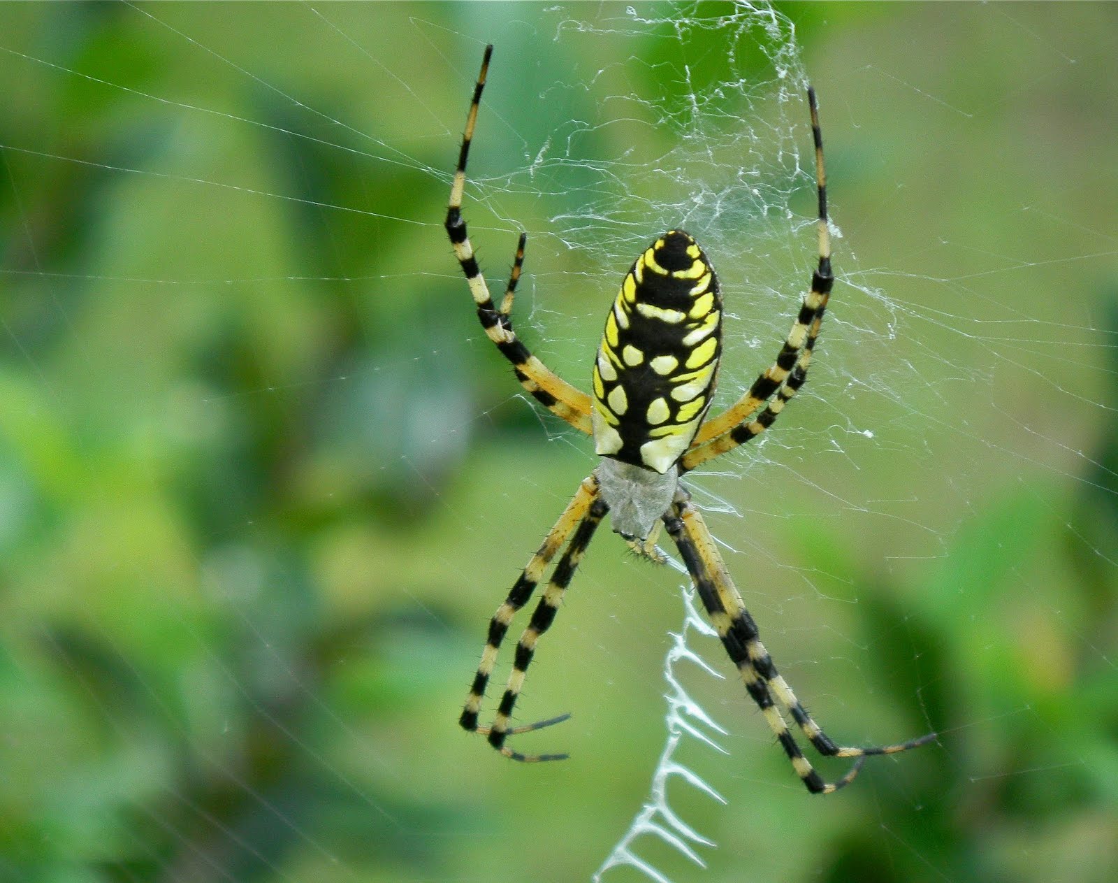 Black And Yellow Argiope Poisonous