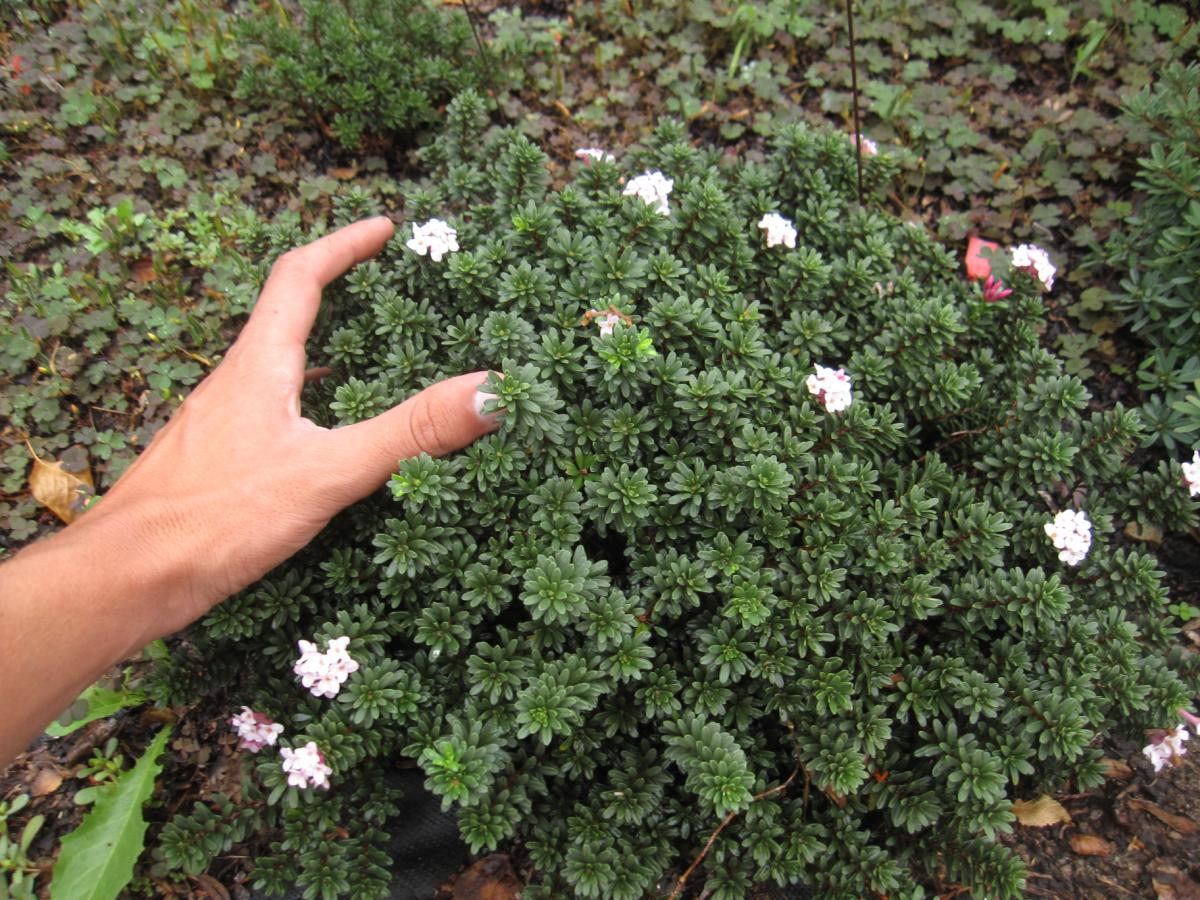 Jeffco Gardener Inviting Daphne To Your Garden By Rebecca Anderson