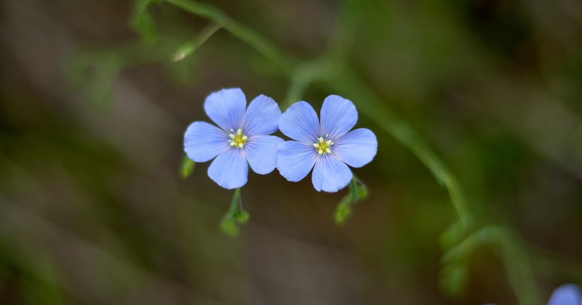 Mark Chitwood Photography: Prairie Flowers