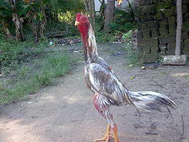 Ayam Bangkok Monabay