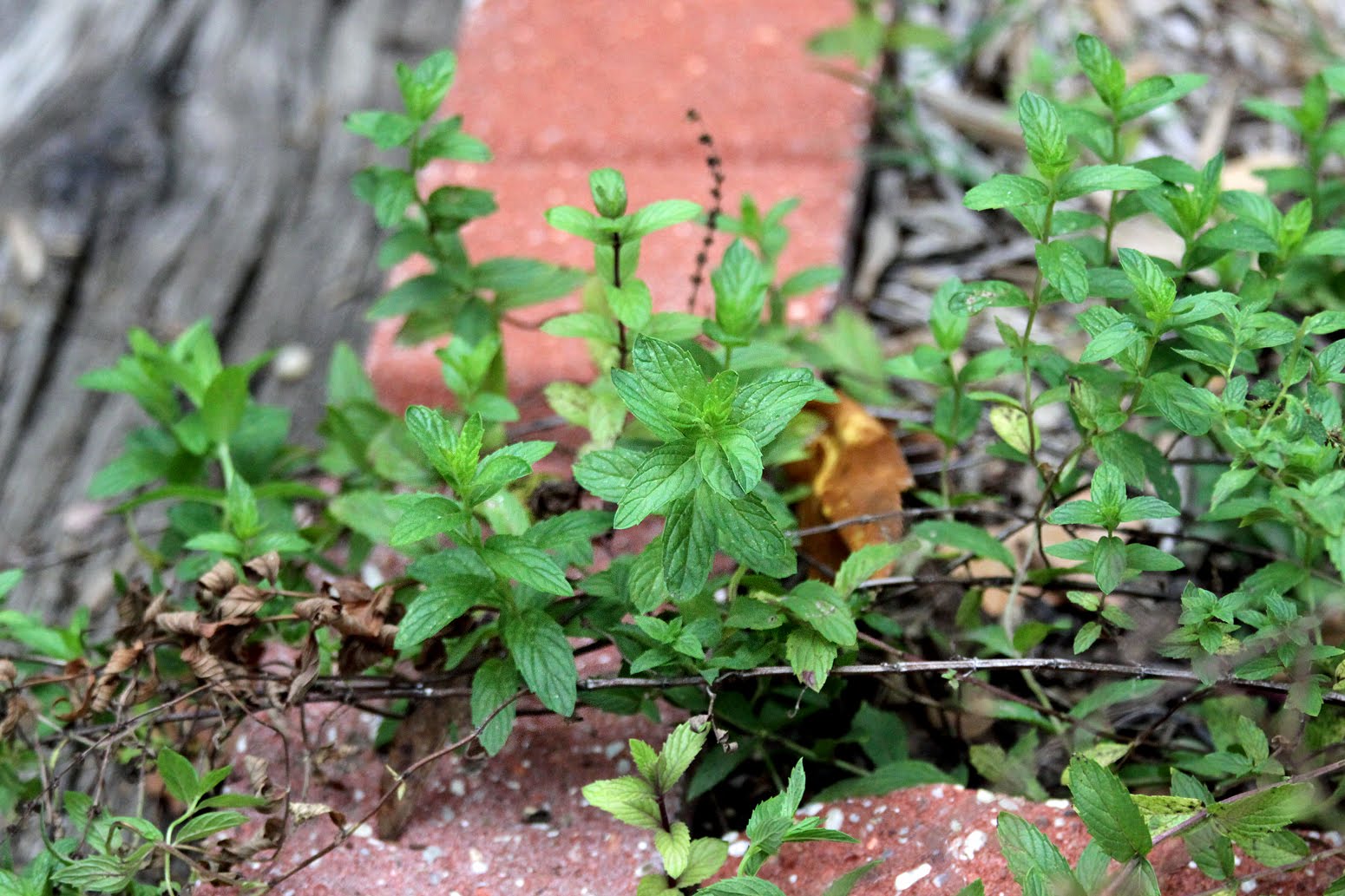 Southern Lagniappe The Olive Tree