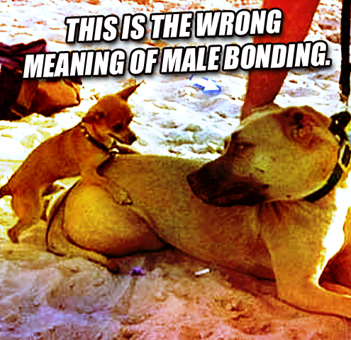 team four star riffs dragonball evolution download