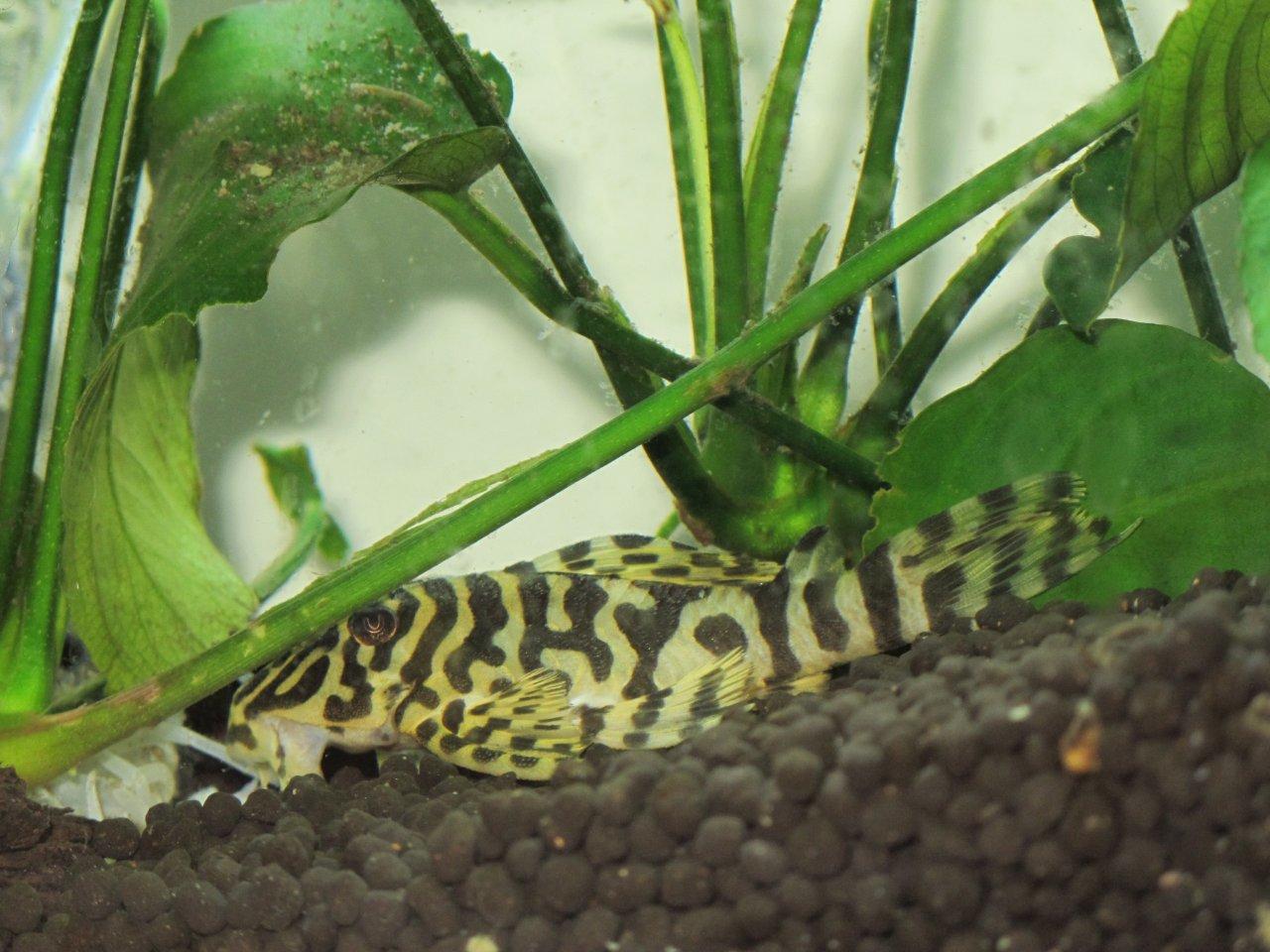L95 Pleco