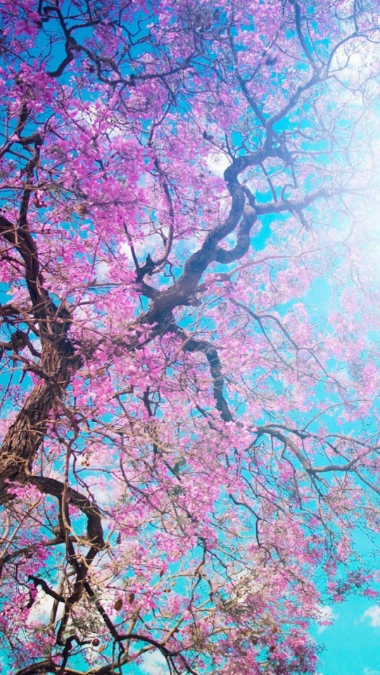 Cherry Blossoms Tree Branches  Android Best Wallpaper